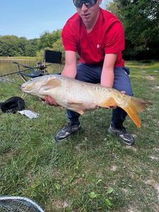 Mirror Carp