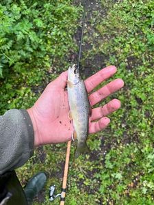 Brown Trout