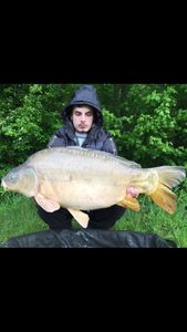 Mirror Carp