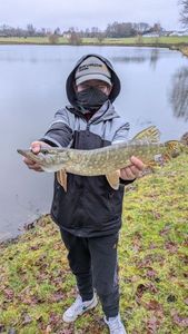 Northern Pike