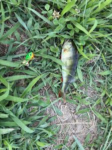 European Perch