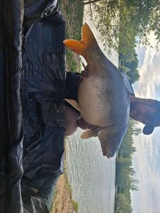Carpe Miroir