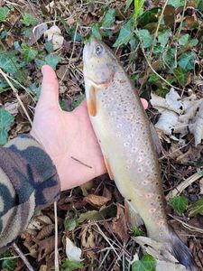Brown Trout