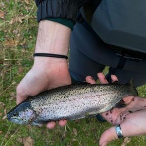 Rainbow Trout