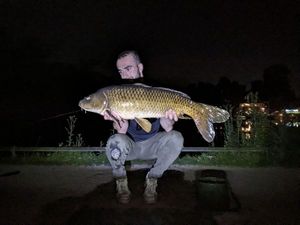 Common Carp