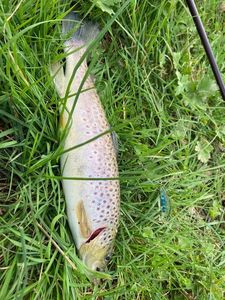 Brown Trout