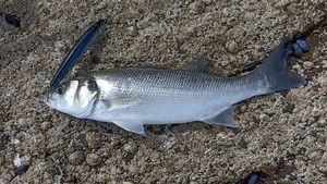 European Bass (Seabass)