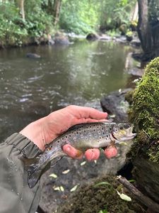 Brown Trout