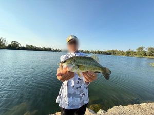 Largemouth Bass