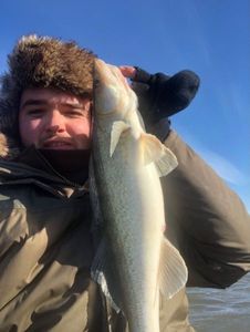 Zander