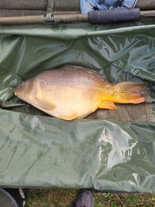 Mirror Carp