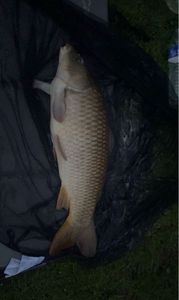 Common Carp