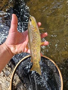 Brown Trout