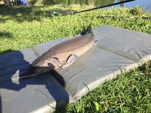 Sturgeon