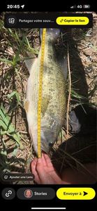 Largemouth Bass