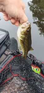 Largemouth Bass