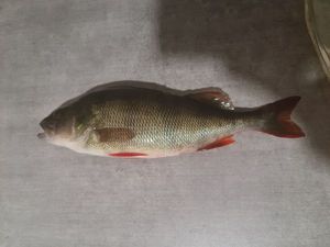 European Perch