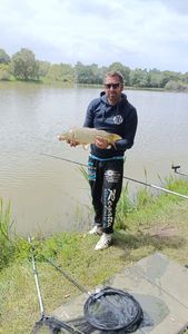 Common Carp