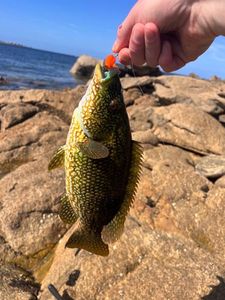 Ballan Wrasse