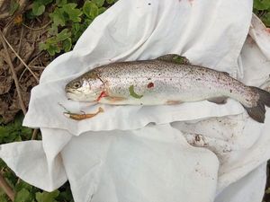 Rainbow Trout