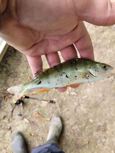 European Perch