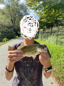 Largemouth Bass