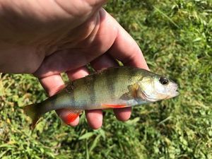 European Perch