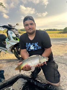 Mirror Carp