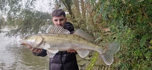 Zander