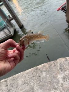 Bullhead