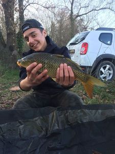 Common Carp