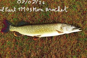 Northern Pike