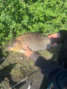 Crucian Carp