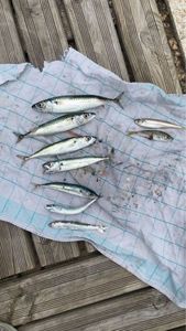 Chub Mackerel