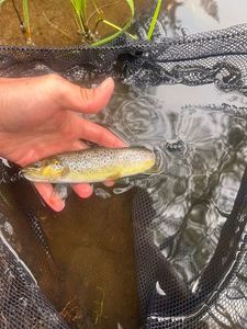 Brown Trout