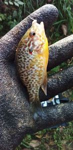Pumpkinseed