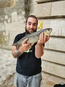 Chub