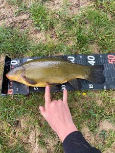 Tench