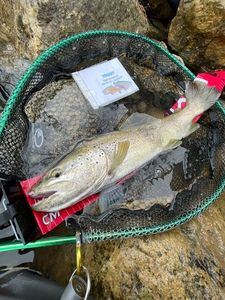 Brown Trout