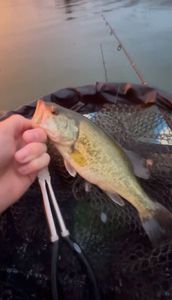 Largemouth Bass