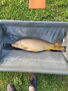 Common Carp