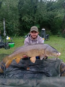 Common Carp