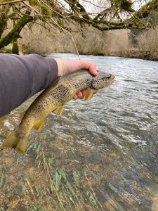 Brown Trout