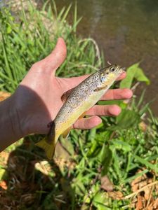 Brown Trout