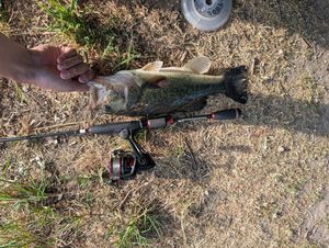 Smallmouth Bass