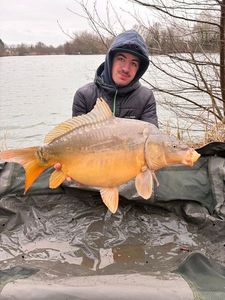 Mirror Carp