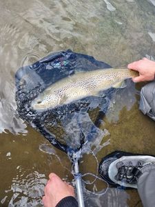 Brown Trout