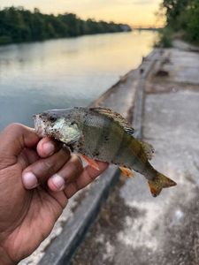 European Perch