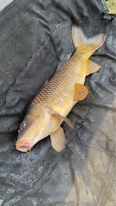 Common Carp