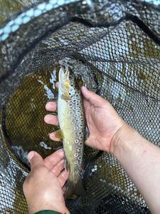 Brown Trout